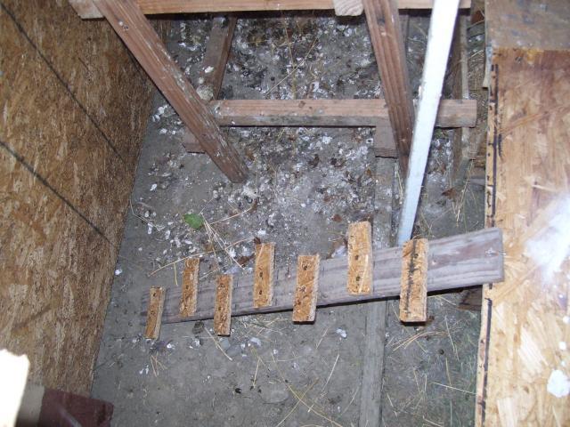 98777_chickens_186.jpg