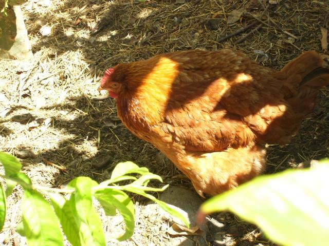 98777_chickens_217.jpg