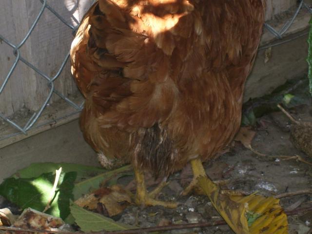 98777_chickens_219.jpg