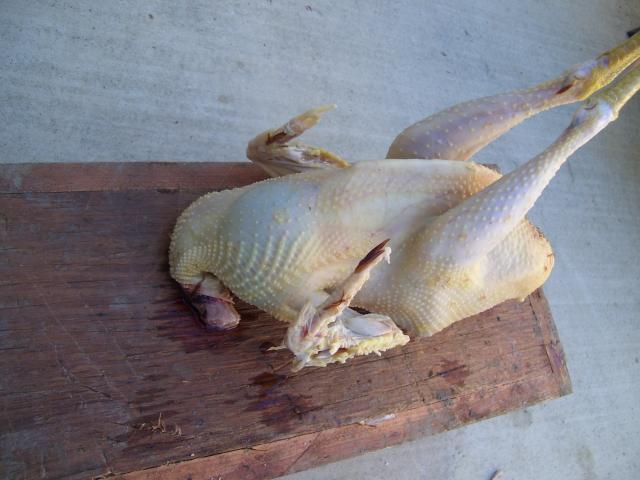 98777_chickens_246.jpg