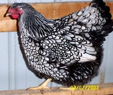 98815_silver_laced_wyandotte_chicken1.jpg
