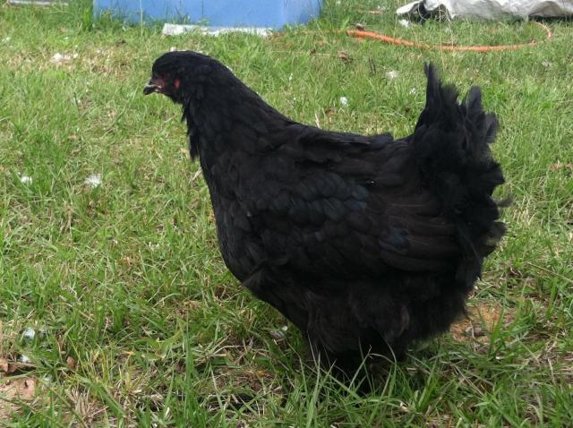 98821_cochin20black.jpg