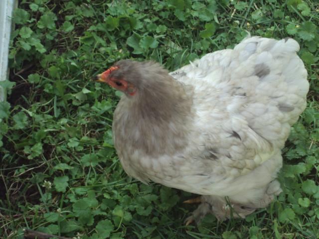 98933_dsc00723.jpg