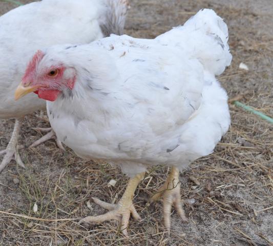 98950_splash_pullet.jpg