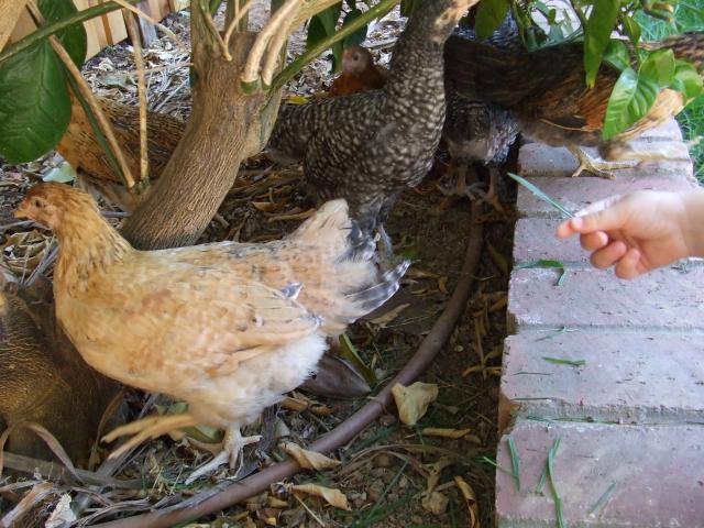 99030_chickens_sep_2011_010.jpg