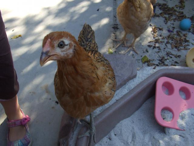 99030_chickens_sep_2011_024.jpg