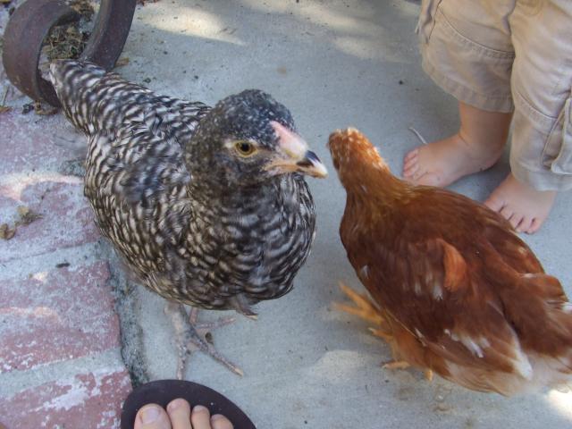 99030_chickens_sep_2011_030.jpg