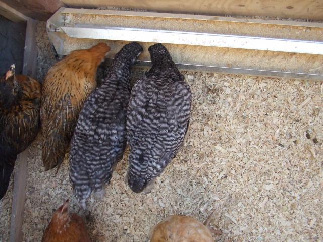 99030_chickens_sep_2011_048.jpg