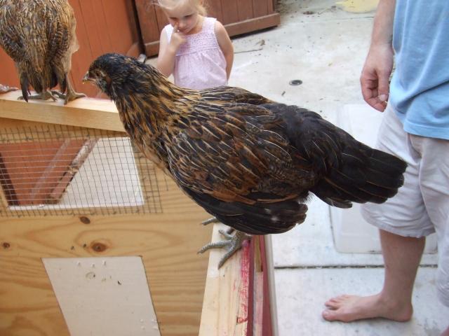 99030_chickens_sep_2011_067.jpg