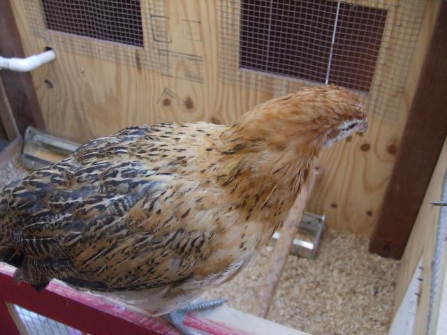 99030_chickens_sep_2011_070.jpg