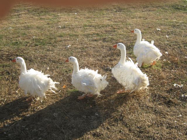 99033_geese_046.jpg