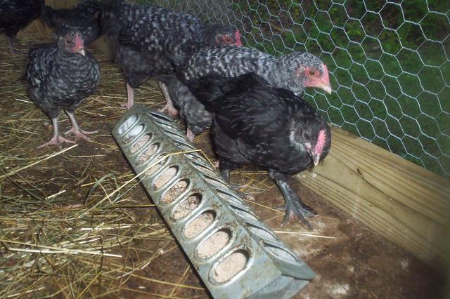 99054_chickens_009.jpg