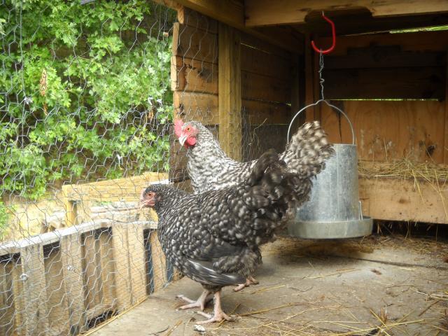 99054_pallet_chicken_coop_2011_002.jpg
