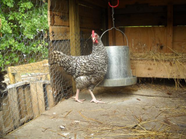 99054_pallet_chicken_coop_2011_004.jpg