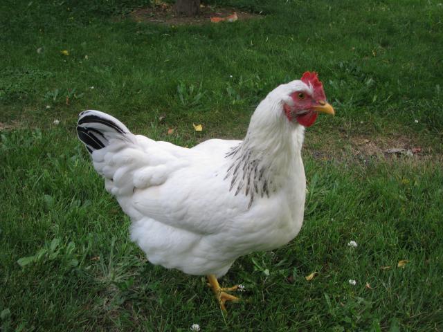 99078_002b.jpg