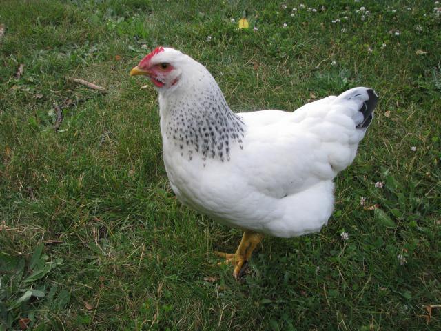 99078_005.jpg