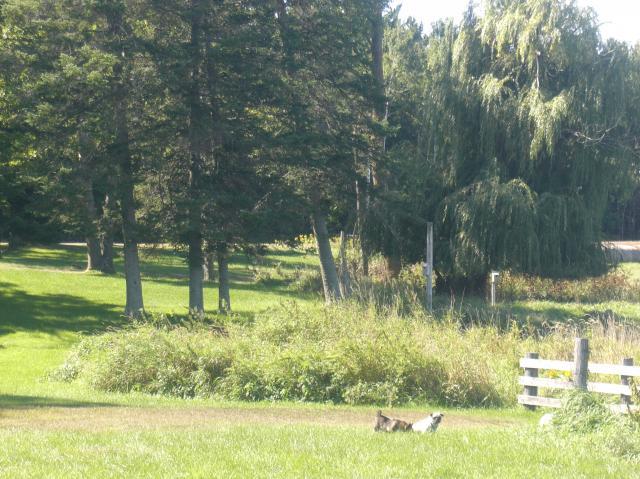 99279_cimg2745.jpg