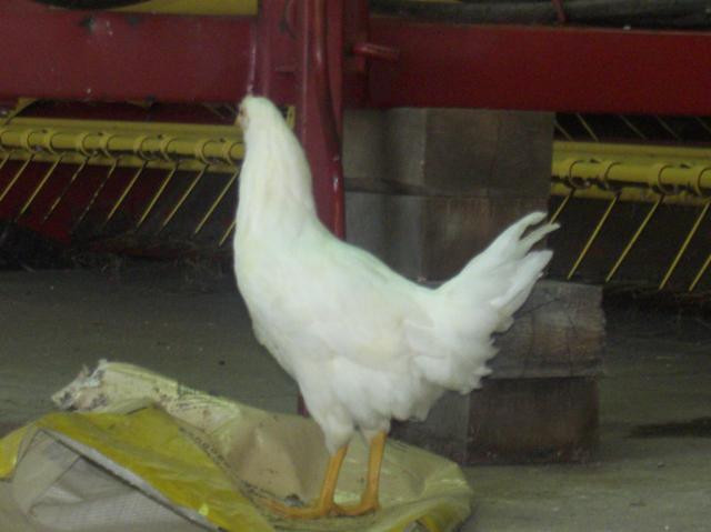 99279_cimg2749.jpg