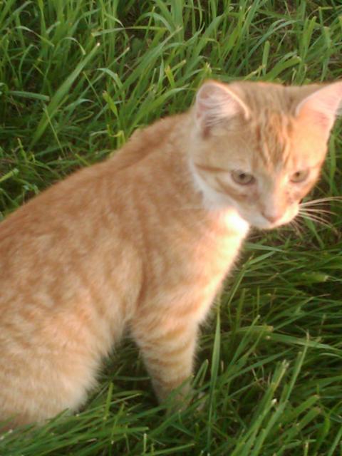 99279_img00036-20110908-1925.jpg