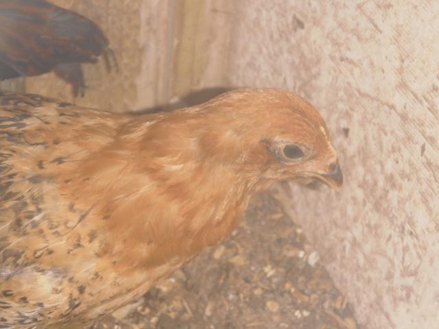 99306_chickens_002.jpg