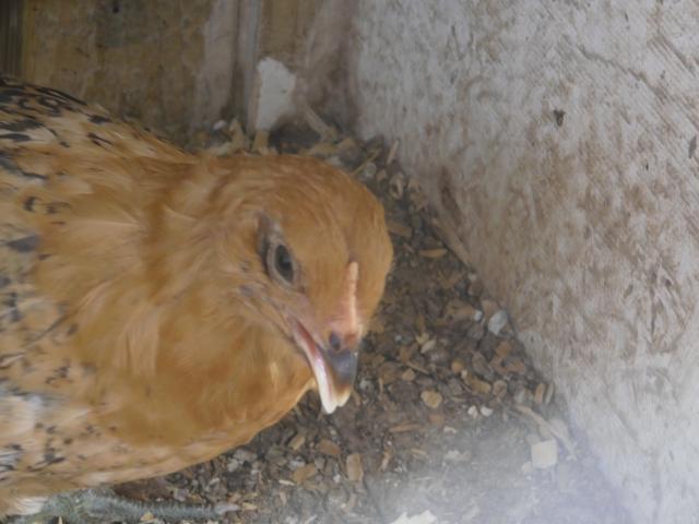 99306_chickens_003.jpg