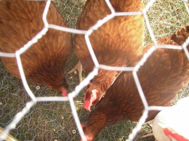 99306_chickens_005.jpg