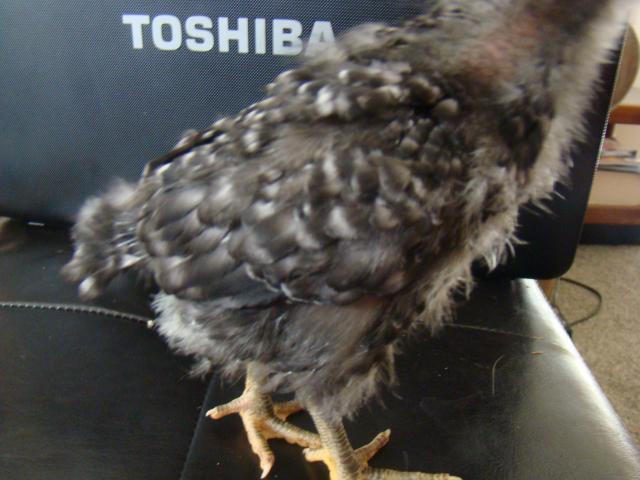 99368_dsc03800.jpg