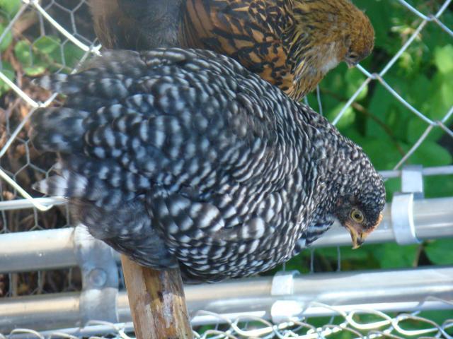 99368_dsc04481.jpg