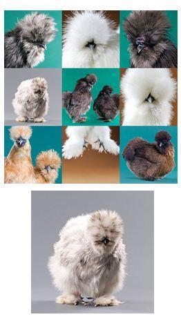 99368_silkie.jpg