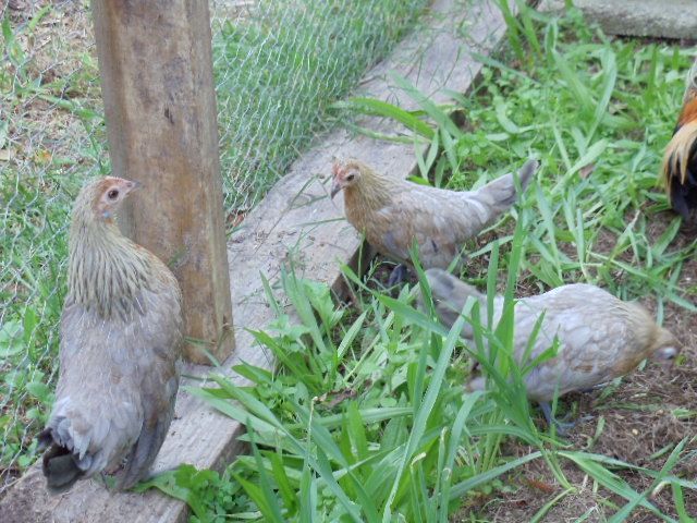 99386_bclb_dutch_pullets.jpg