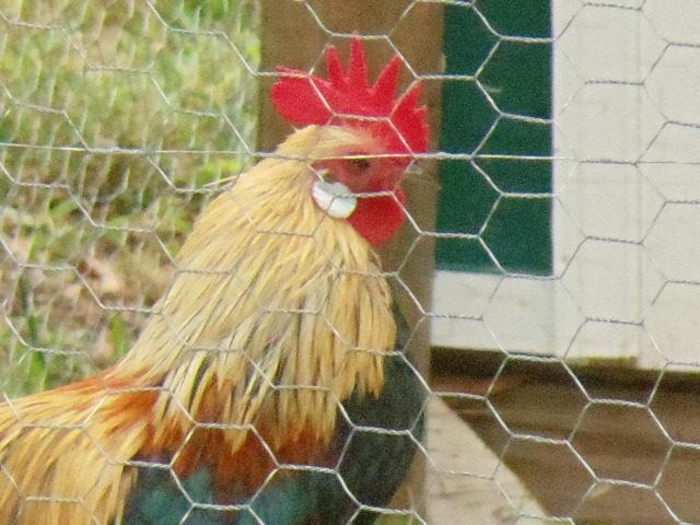 99386_dutch_roo_clb.jpg