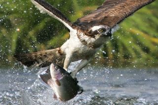 99406_hawk.jpg