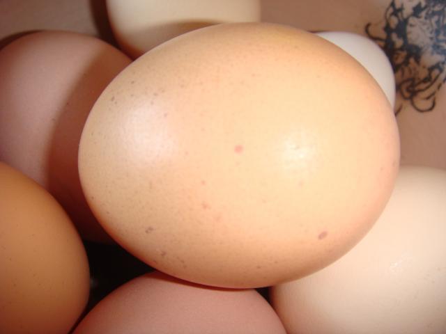 99406_spottedegg1.jpg