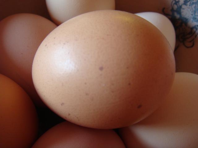 99406_spottedegg2.jpg