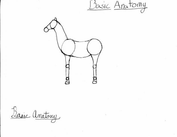 99411_basic_anatomy.jpg