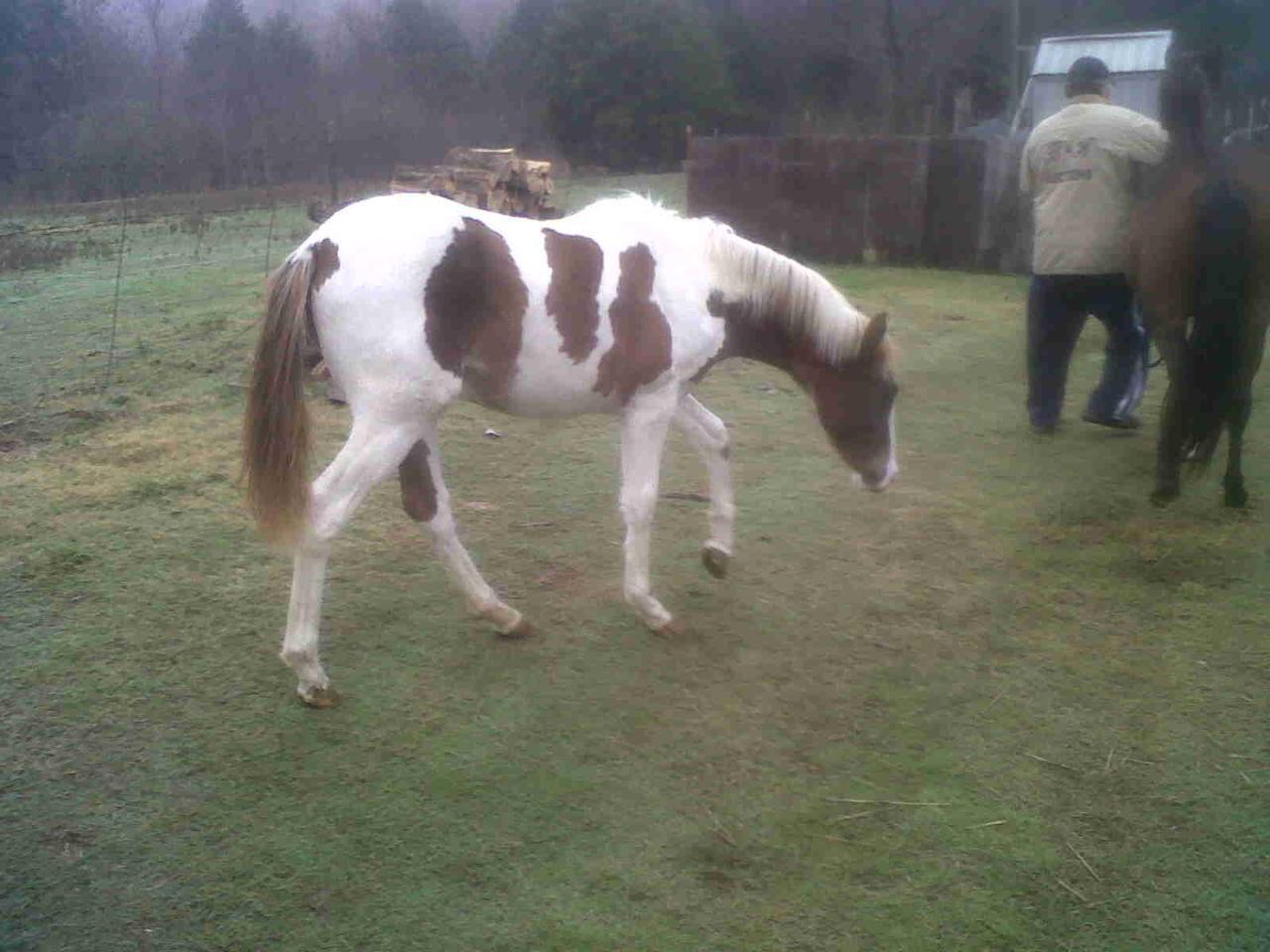 99411_paintcolt4sale.jpg