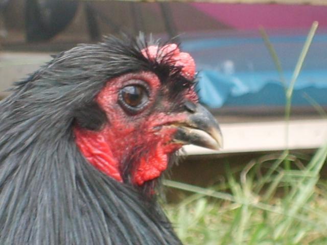 99411_sd537039.jpg