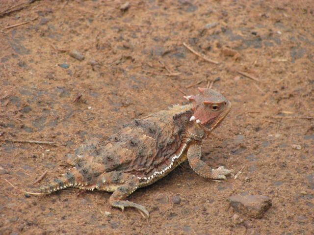 99626_mt_-_horney_toad.jpg