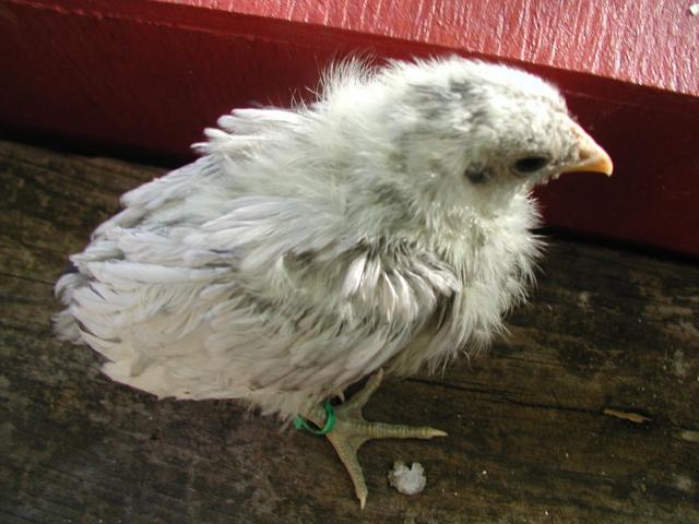 99716_p1010173_crop.jpg