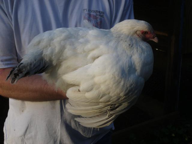 99767_chickens_new_006.jpg