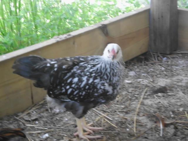 99767_chickens_new_025.jpg