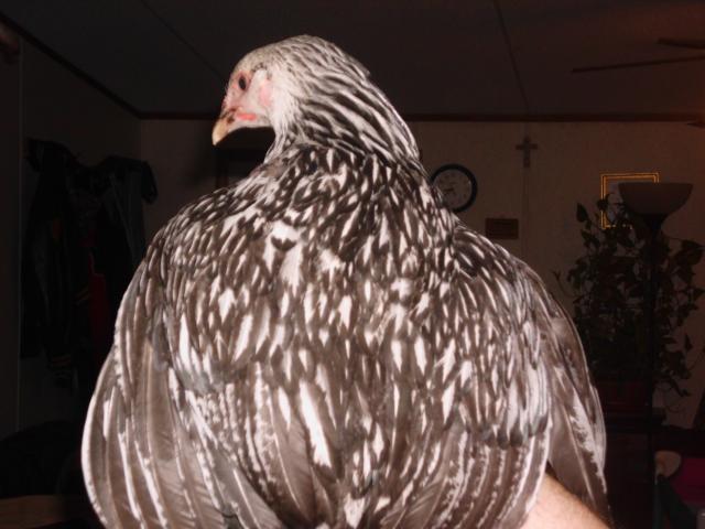 99767_chickens_new_029.jpg