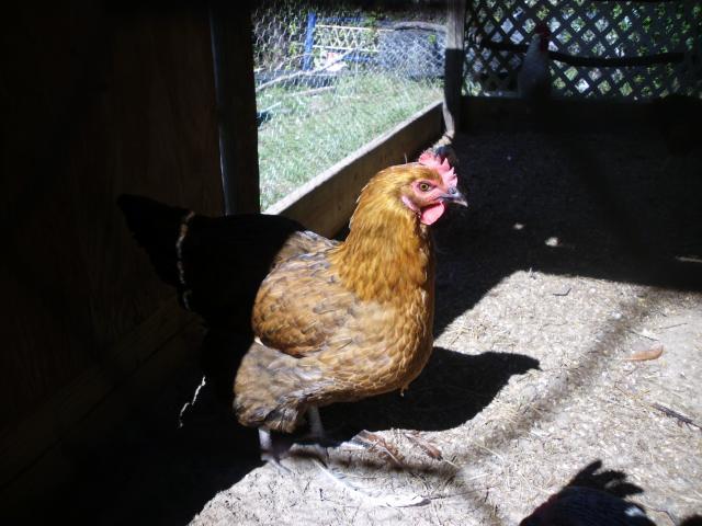 99767_chickens_new_10-3-11_059.jpg