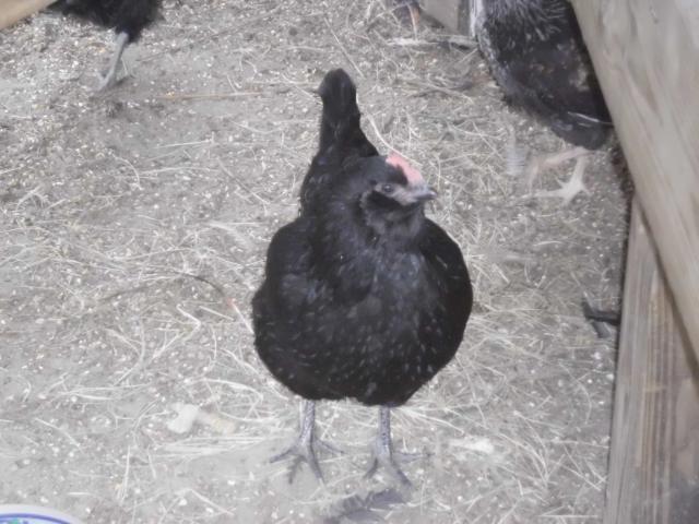 99767_chickens_new_10-6-11_004.jpg