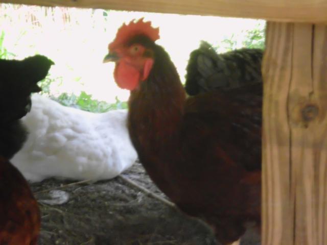 99767_chickens_new_10-6-11_017.jpg