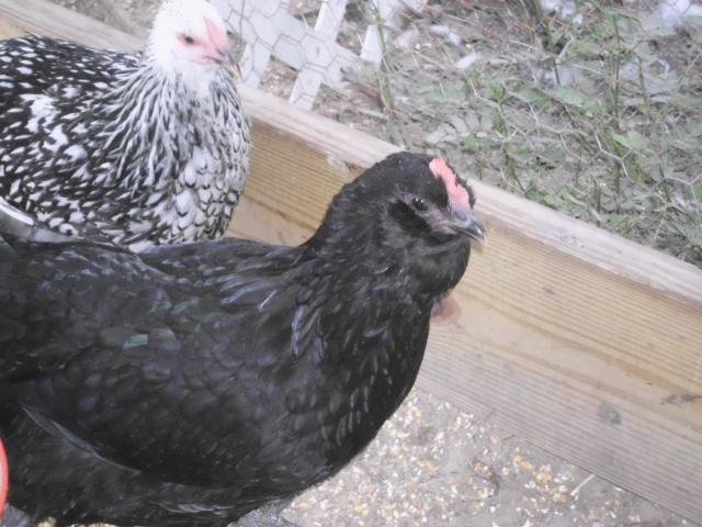 99767_chickens_new_10-6-11_034.jpg