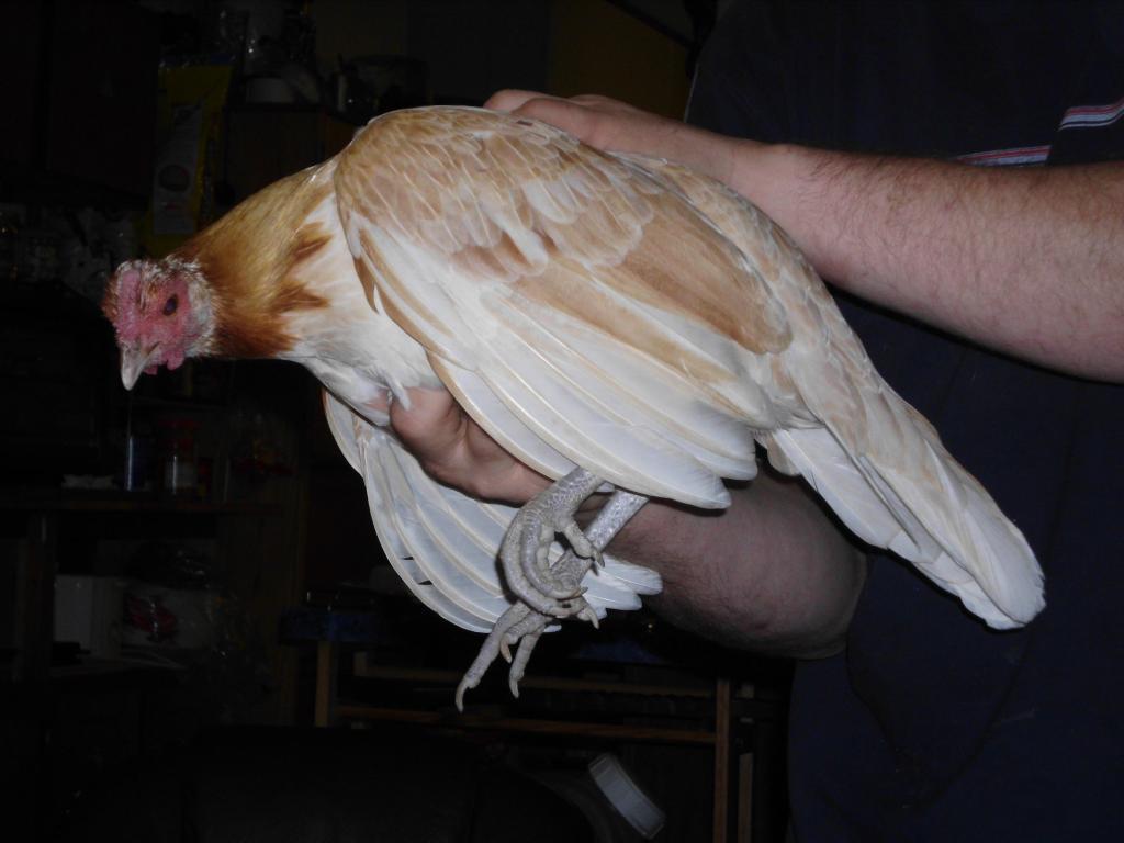 what breed am i what breed am i backyard chickens what breed am i what breed am i backyard chickens