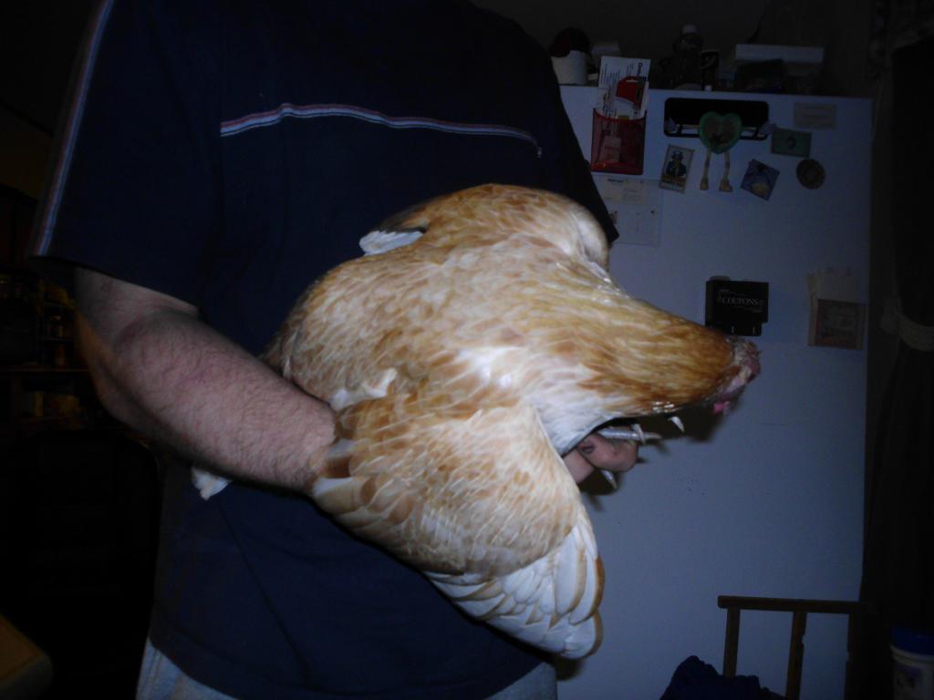 99767_chickens_new_11-13-11_284.jpg