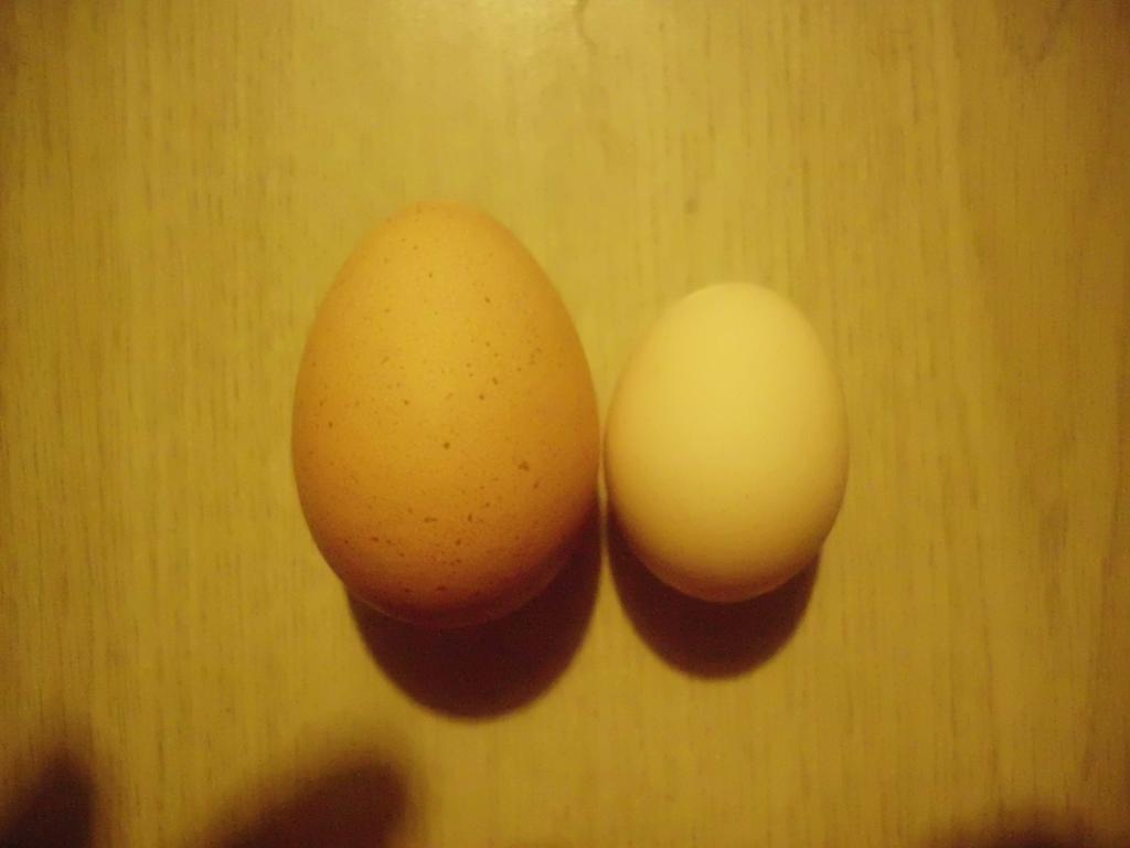 99767_eggs_005.jpg
