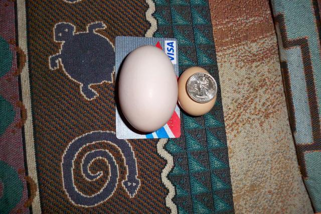 99837_biglittle.jpg